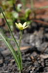 Yellow stargrass
